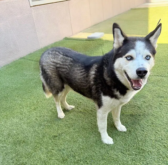 Ronin - Alaskan Malamute