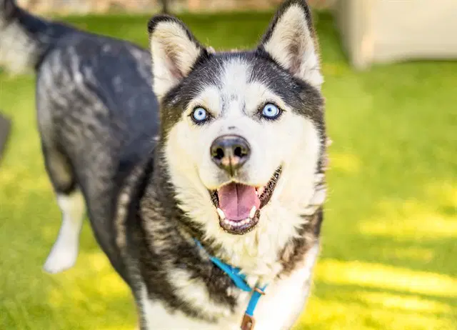 Ronin - Alaskan Malamute