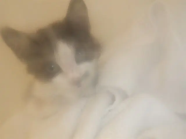 Lavender - Domestic Short Hair