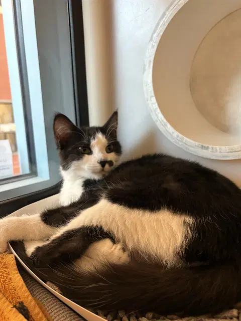 Lavender - Domestic Short Hair