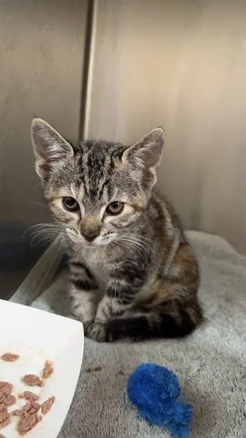 Whimze - Domestic Short Hair