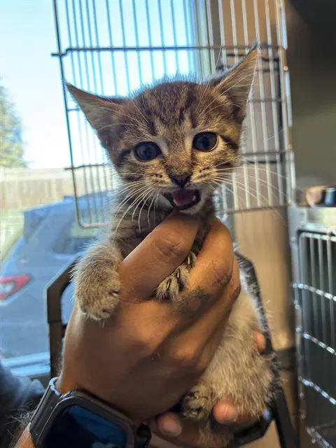Burt - Domestic Short Hair
