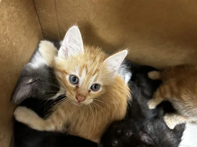 Dwight - Domestic Short Hair
