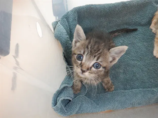 Chamomile - Domestic Short Hair