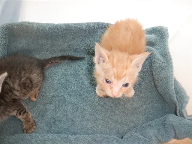 Chai - Domestic Short Hair