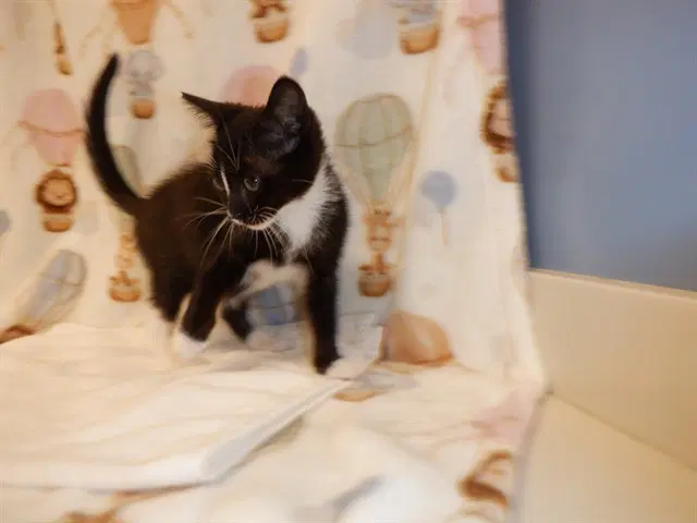 Domino - Domestic Short Hair