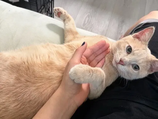 Cheddar - Domestic Short Hair