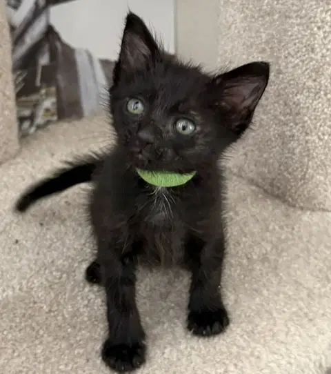 Oscar - Domestic Short Hair