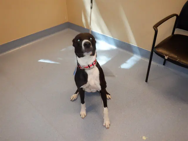 Snoopy - Pit Bull Terrier