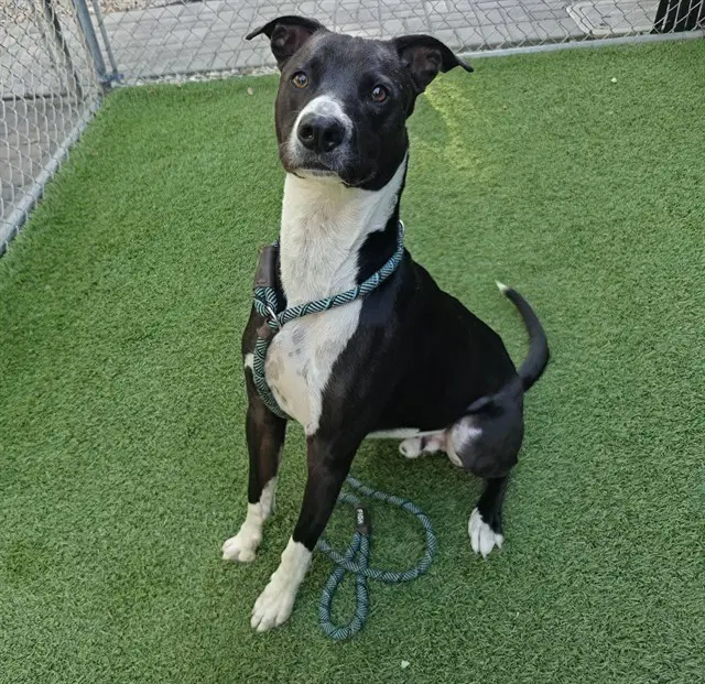 Snoopy - Pit Bull Terrier