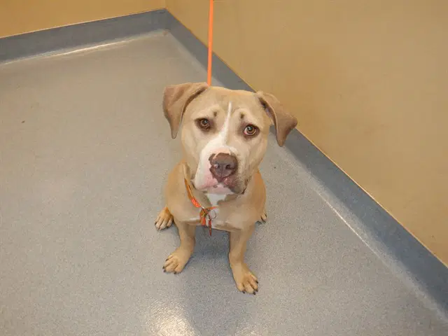 Unknown - Pit Bull Terrier