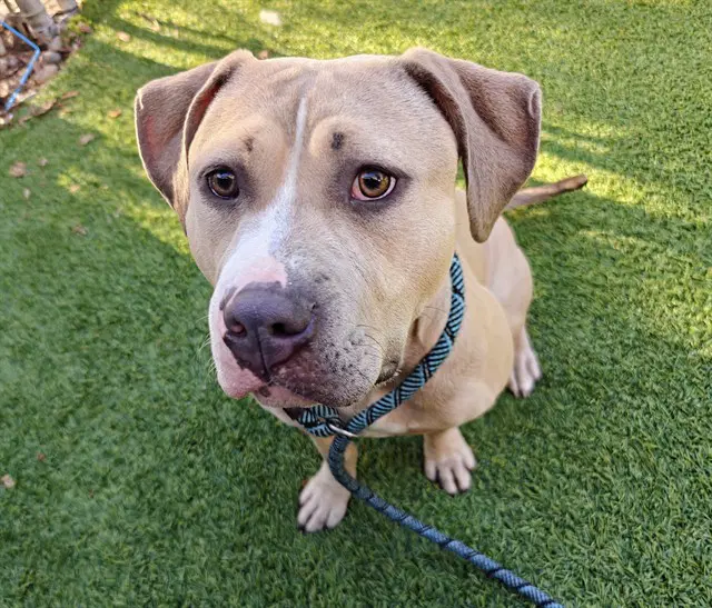 Unknown - Pit Bull Terrier