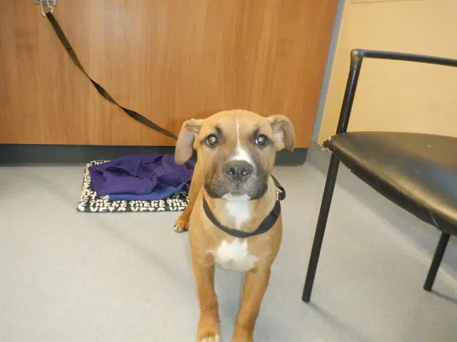 Unknown - Pit Bull Terrier