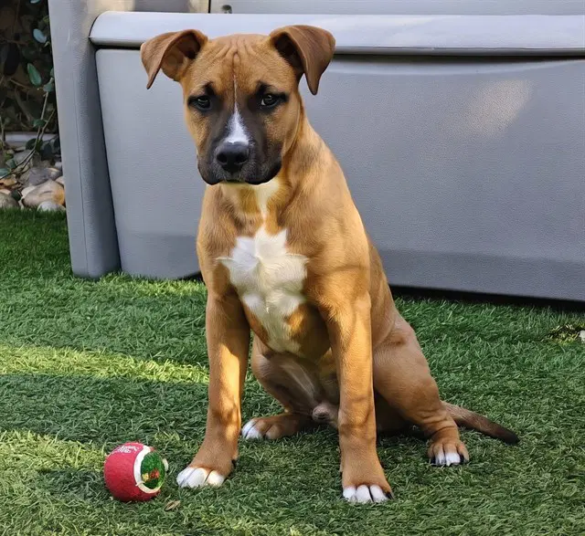 Unknown - Pit Bull Terrier