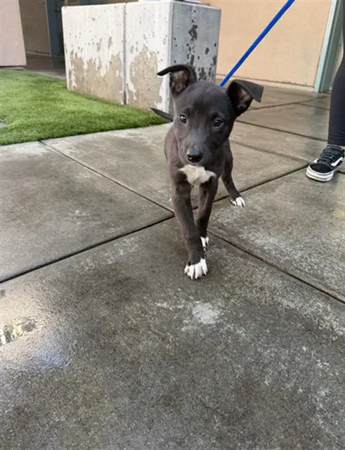 Unknown - Pit Bull Terrier