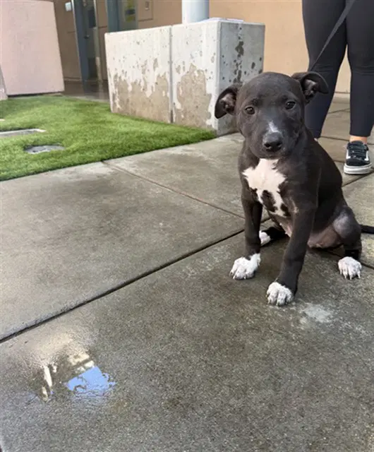 Unknown - Pit Bull Terrier