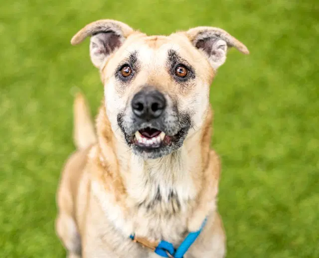 Honey Bear - German Shepherd Dog