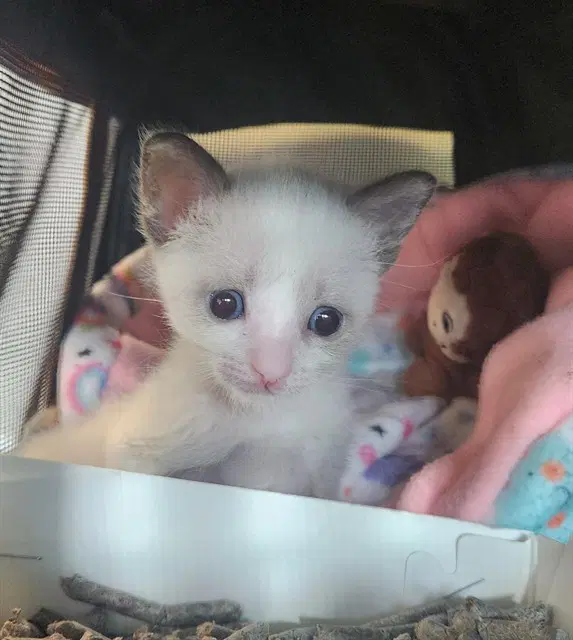 T-Virus - Domestic Short Hair