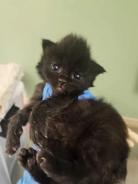 Terk - Domestic Short Hair