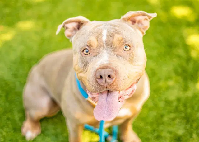 Cookie - Pit Bull Terrier