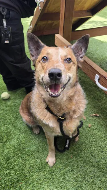 Rebel - Australian Cattle Dog/Blue Heeler