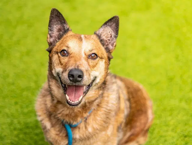 Rebel - Australian Cattle Dog/Blue Heeler