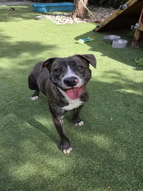 Clyde - Pit Bull Terrier