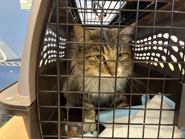 Leo - Domestic Long Hair