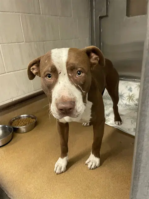 George - Pit Bull Terrier