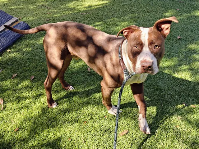 George - Pit Bull Terrier