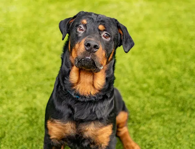 Kronos - Rottweiler