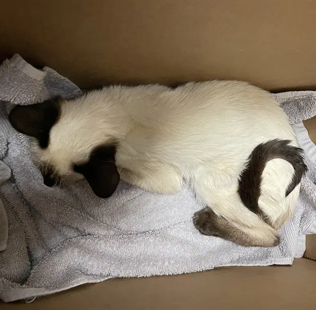 Mouse - Domestic Short Hair