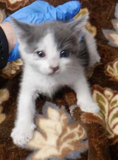 Ash - Domestic Short Hair