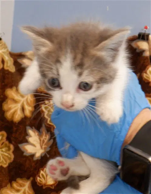 Aqua - Domestic Short Hair
