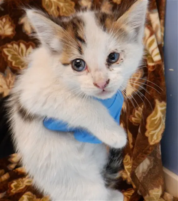 Fire - Domestic Short Hair