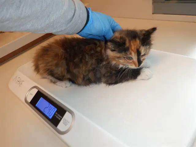 Jicama - Domestic Long Hair