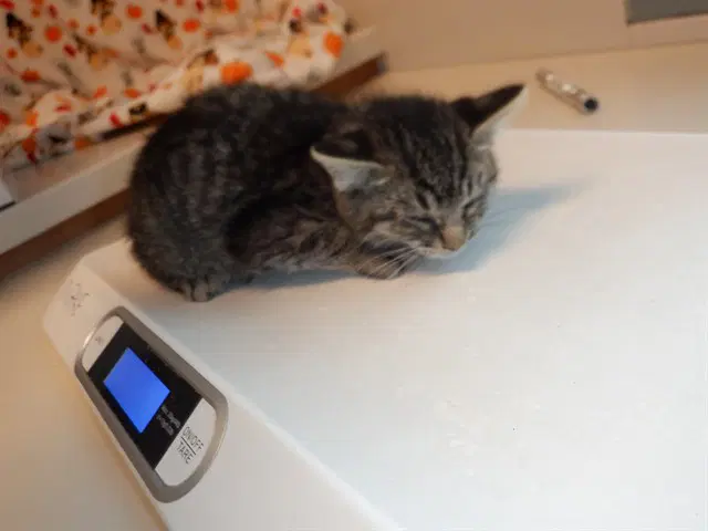 Pepino - Domestic Short Hair