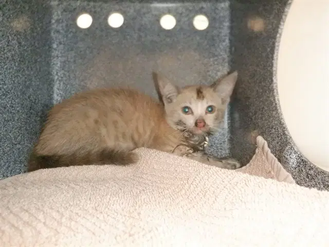 Missy - Domestic Short Hair
