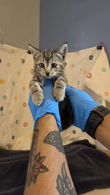 Rabano - Domestic Short Hair
