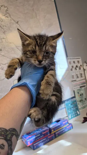 Cebolla - Domestic Short Hair