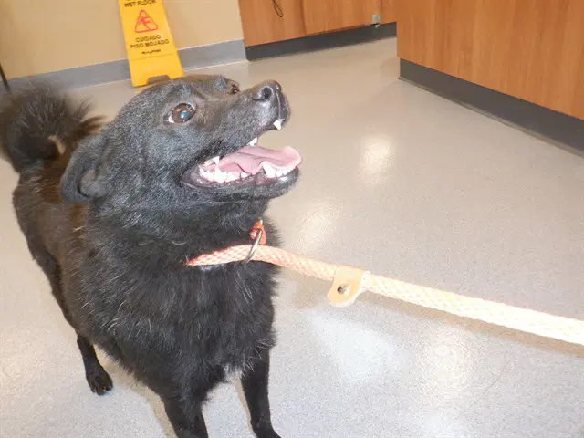 Skipper - Schipperke