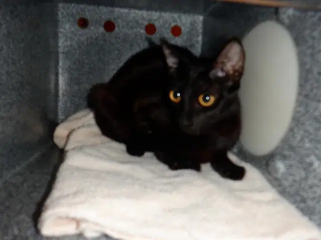Nadia - Domestic Short Hair