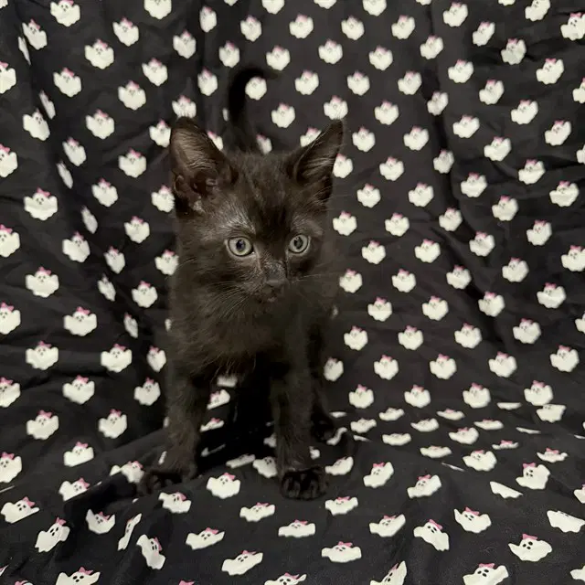 Hansel - Domestic Short Hair