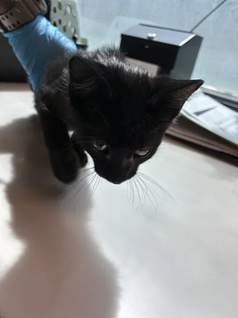 Nyx - Domestic Short Hair