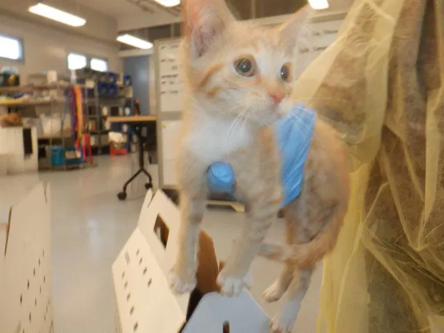 Citrine - Domestic Short Hair