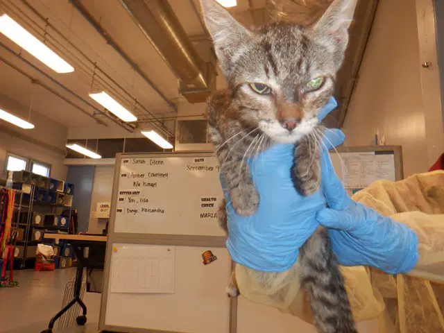 Jasper - Domestic Short Hair
