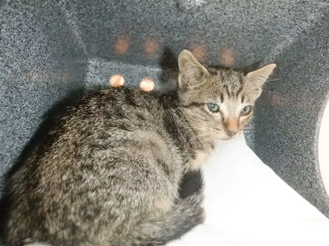 Cherob - Domestic Short Hair