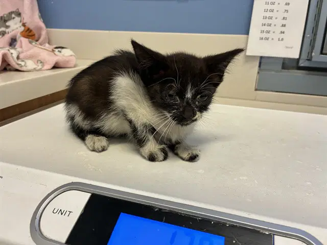 Prim Rose - Domestic Short Hair