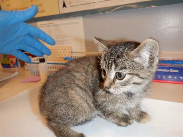 Crunch - Domestic Short Hair