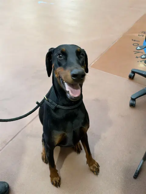 Zahra - Doberman Pinscher